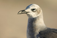 Laughing Gull, Fort Lauderdale Beach,  Florida, February 2020