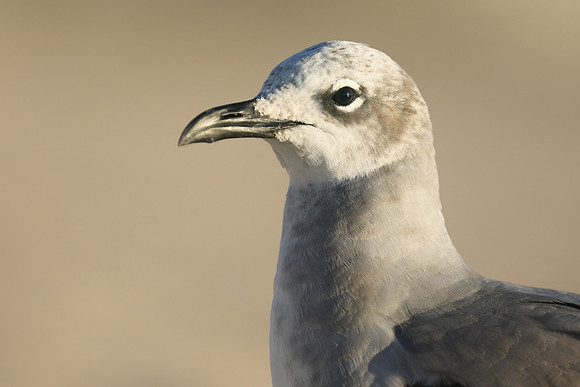 Laughing Gull, Fort Lauderdale Beach,  Florida, February 2020