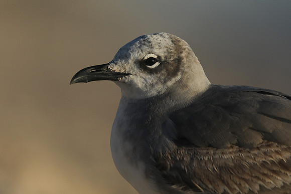 Laughing Gull, Fort Lauderdale Beach,  Florida, February 2020