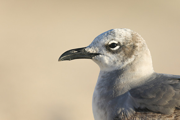 Laughing Gull, Fort Lauderdale Beach,  Florida, February 2020