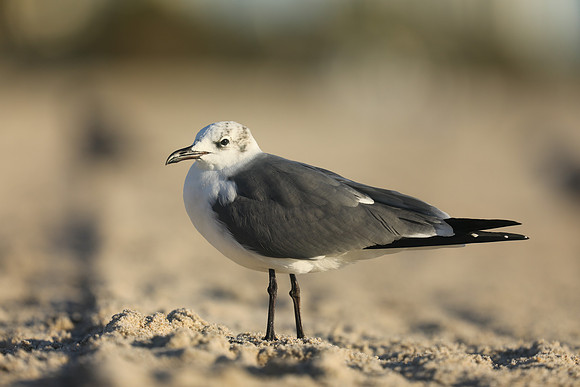 Laughing Gull, Fort Lauderdale Beach,  Florida, February 2020