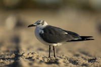 Laughing Gull, Fort Lauderdale Beach,  Florida, February 2020