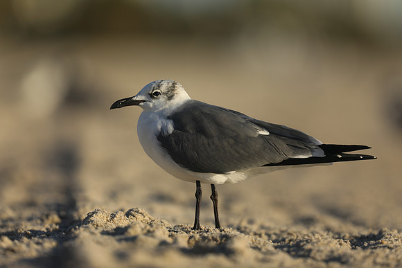 Laughing Gull, Fort Lauderdale Beach,  Florida, February 2020