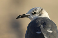 Laughing Gull, Fort Lauderdale Beach,  Florida, February 2020