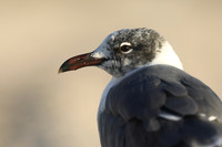Laughing Gull, Fort Lauderdale Beach,  Florida, February 2020