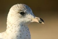 Ring-billed Gull, Fort Lauderdale, February 2020