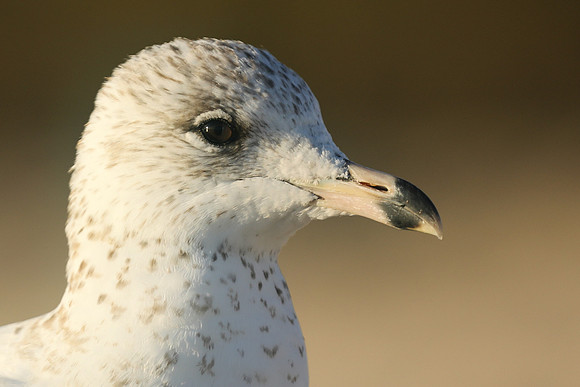 Ring-billed Gull, Fort Lauderdale, February 2020