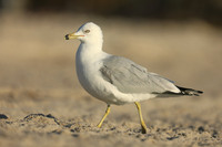 Ring-billed Gull, Fort Lauderdale, February 2020