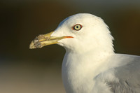 Ring-billed Gull, Fort Lauderdale, February 2020.