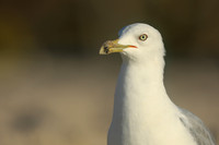 Ring-billed Gull, Fort Lauderdale, February 2020