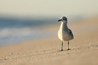 Laughing Gull, Fort Lauderdale Beach,  Florida, February 2020