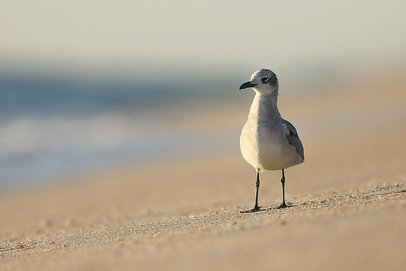 Laughing Gull, Fort Lauderdale Beach,  Florida, February 2020