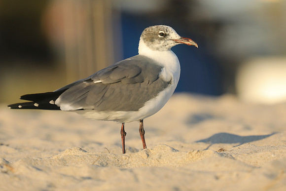 Laughing Gull, Fort Lauderdale Beach,  Florida, February 2020.