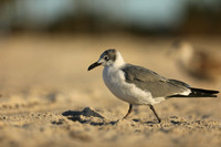 Laughing Gull, Fort Lauderdale Beach,  Florida, February 2020
