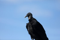 Turkey Vulture, Florida, February 2020