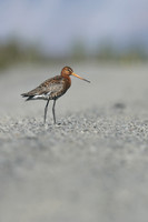 Black-tailed Godwit,  Iceland, June 2019