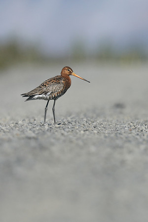 Black-tailed Godwit,  Iceland, June 2019