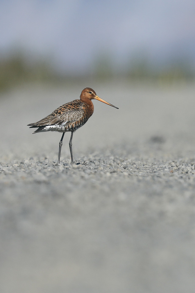 Black-tailed Godwit, Iceland, June 2019