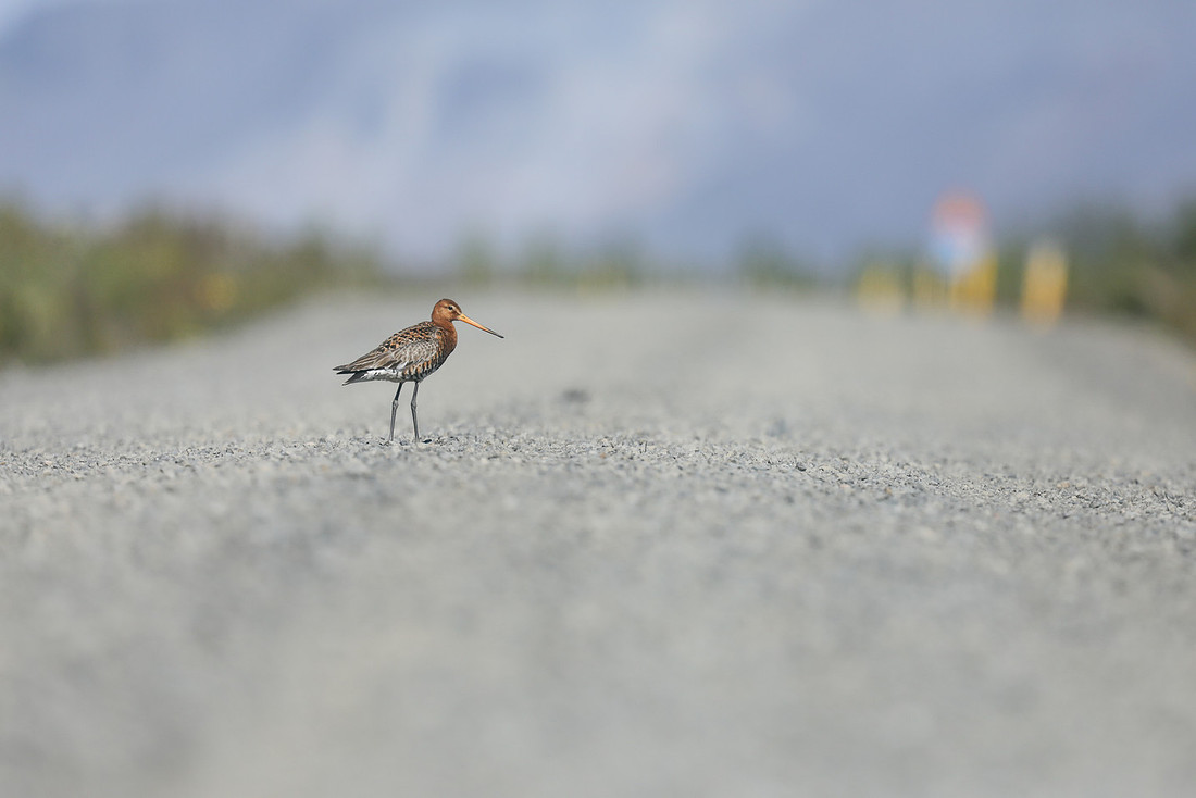 Black-tailed Godwit, Iceland, June 2019