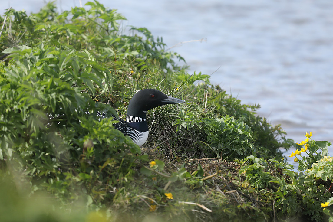 Great Northern Diver, Iceland, June 2019