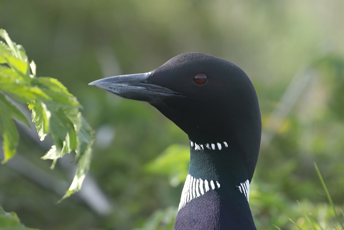 Great Northern Diver, Iceland, June 2019