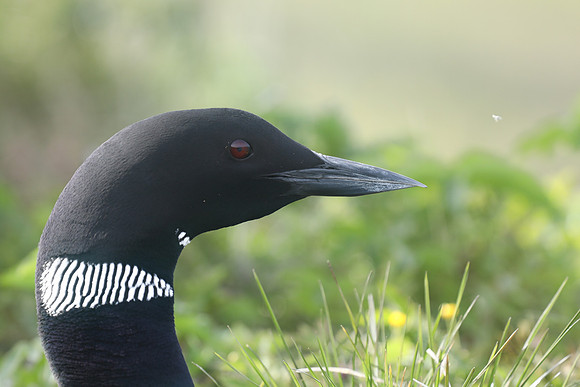 Great Northern Diver, Iceland, June 2019
