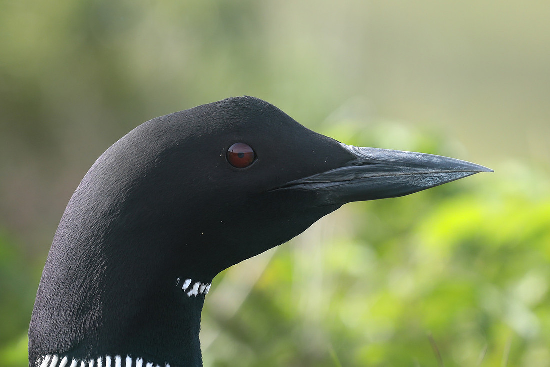 Great Northern Diver, Iceland, June 2019