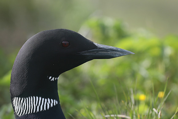 Great Northern Diver, Iceland, June 2019