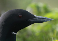 Great Northern Diver