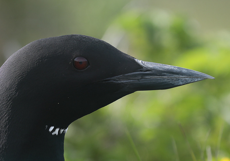 Great Northern Diver, Iceland, June 2019