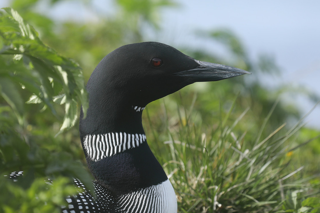 Great Northern Diver, Iceland, June 2019
