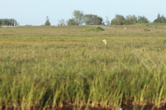 Whooper Swans, Floi, Iceland, June 2019