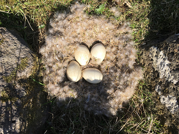 Greylag Goose, Sandgerði, May 2019