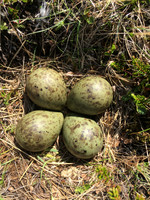 Whimbrel, Sandgerði, Iceland, May 2019