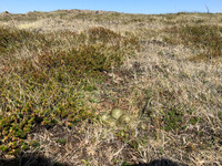 Whimbrel No 2, Sandgerði, Iceland, May 2019