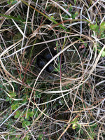 Snipe, Borgarnes, Iceland, June 2019 (self found)