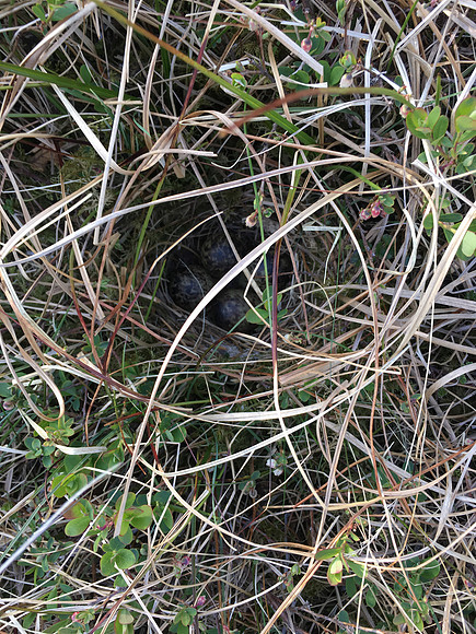 Snipe, Borgarnes, Iceland, June 2019 (self found)