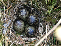 Snipe, Borgarnes, Iceland, June 2019 (self found)