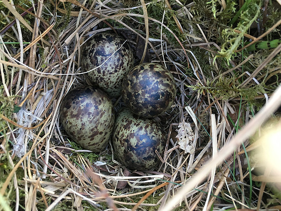 Snipe, Borgarnes, Iceland, June 2019 (self found)