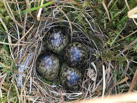 Snipe, Borgarnes, Iceland, June 2019 (self found)