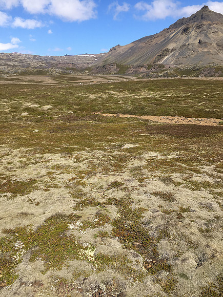 Arctic Skua site, Hellnar, Iceland, June 2019