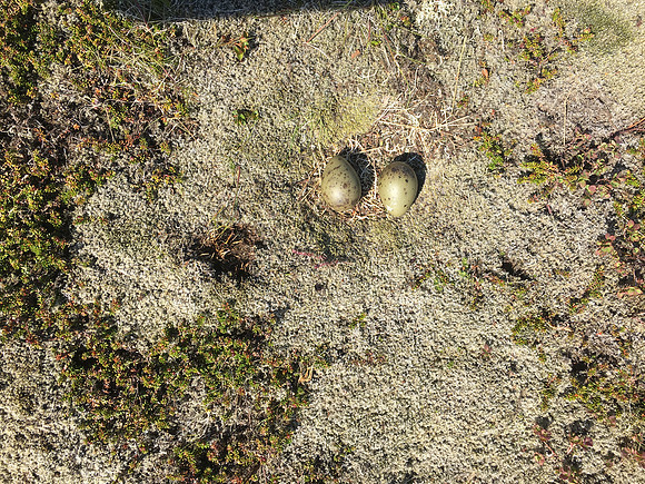 Arctic Skua, Hellnar, Iceland, June 2019