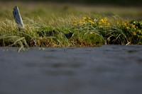 Red-Throated Diver on a nest, Snaefellsnes Iceland, June 2019