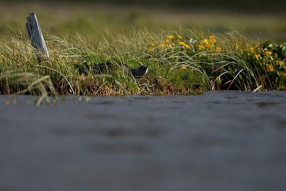 Red-Throated Diver on a nest, Snaefellsnes Iceland, June 2019
