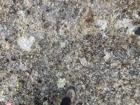 Arctic Skua, Ólafsvík, Iceland, June 2019