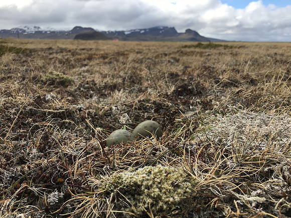 Arctic Skua, Ólafsvík, Iceland, June 2019