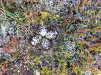 Golden Plover, Stundarfridur, June 2019