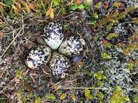 Golden Plover