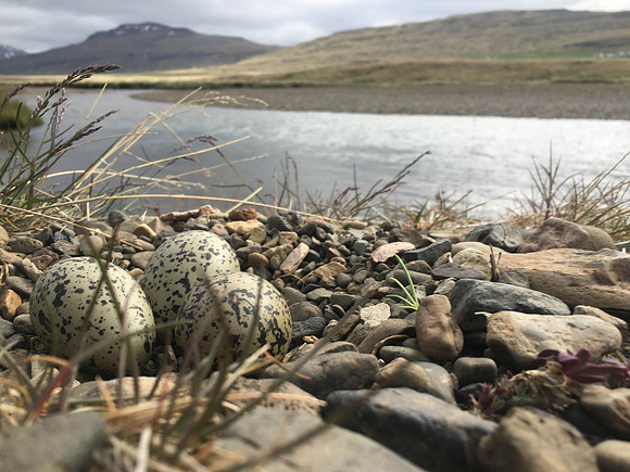 Oystercatcher, Iceland, June 2019