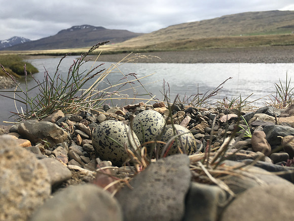 Oystercatcher, Iceland, June 2019